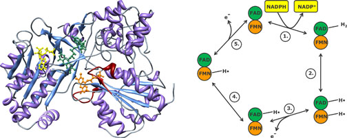 NADPH P450 Reductase structure (R. norvegicus) and reaction mechanism courtesy of Kenneth Jensen